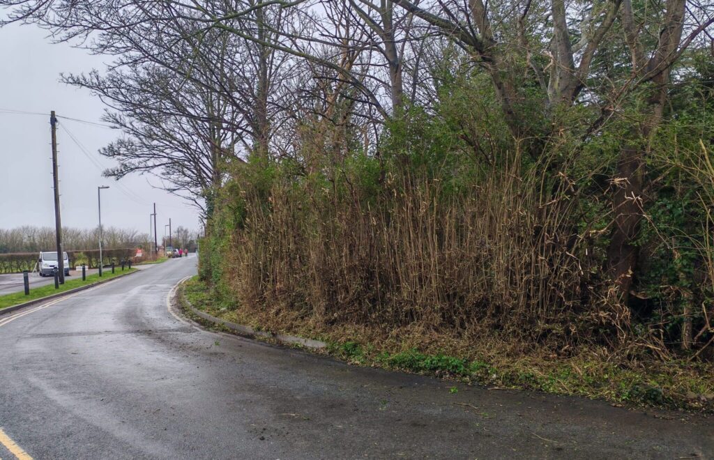 Hedge Cutting