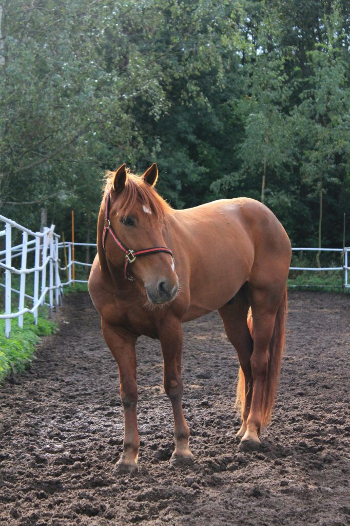 Paddock Maintenance