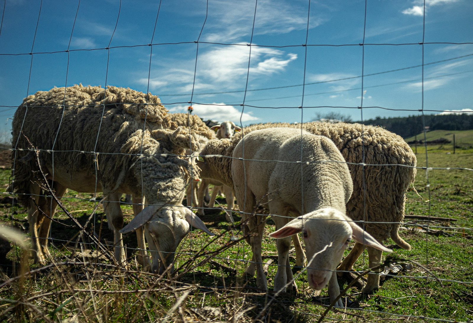 FG2 Sheep-Proof Mesh Fencing Capital Grant service